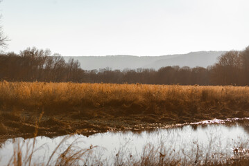 Autum field stream surrounded by forest