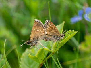 Dingy Skippers Mating on a Leaf