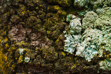Macro Photography of Tree Bark with Various Types of Moss