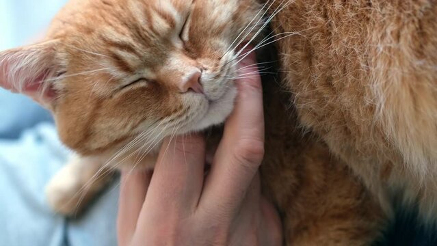 Bearded man hugging and stroking ginger cat close-up. Selective focus on cat's muzzle, vertical format