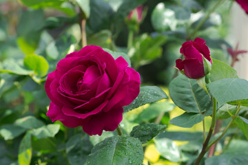 Hybrid tea rose Big Purple. Lively rose with red color petals. Decorative flowering plant.