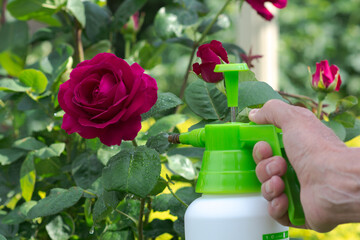 Work in the spring garden. Treatment of a rose bush from diseases and pests. Spraying garden plants.