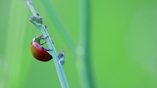 Dotted Ladybug eating plant louse as beneficial insect and plant louse killer as organic pest control and organic pesticide for organic gardening without pesticides against parasites like plant louses