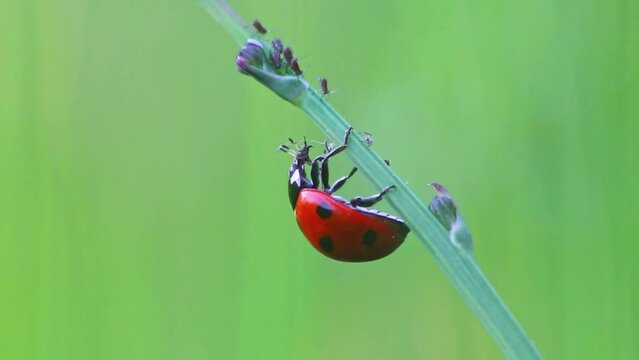 Dotted Ladybug eating plant louse as beneficial insect and plant louse killer as organic pest control and organic pesticide for organic gardening without pesticides against parasites like plant louses