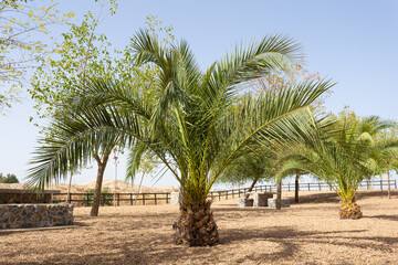 Short palm trees with large leaves in recreation area. Extremadura, Spain.