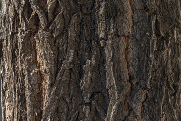 A tree bark in the morning light