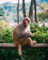 Rhesus Macaque Monkey Portrait