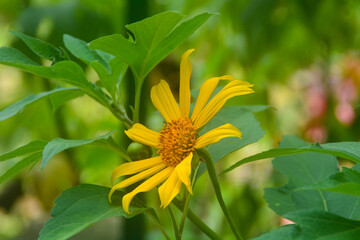 Tropical plants from Indonesia. Gardens in Indonesia.
