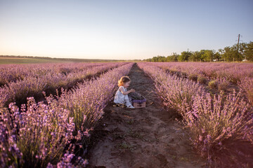 Close-up portrait of little girl sitting in field among rows, collecting bouquet of purple lavender