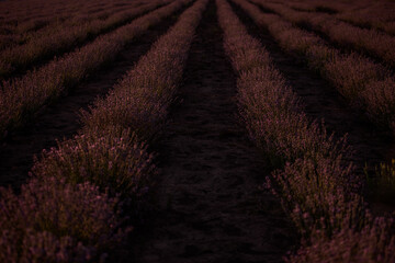 Fototapeta na wymiar Beautiful purple lavender field at sunset. Bushes grow in even rows, going diagonally beyond horizon