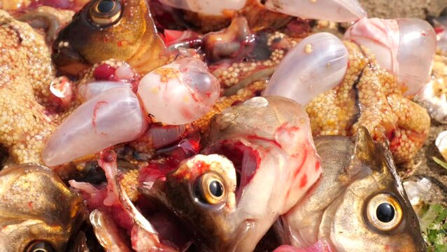  Fish waste close up