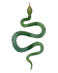Watercolor green Snake top view illustration. Isolated on transparent background. Watercolour reptile