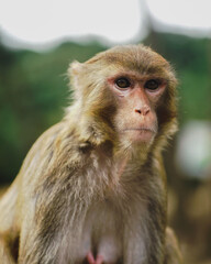Naklejka premium Rhesus Macaque Monkey Portrait