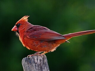 Cardinal, Redbird, Male songbird