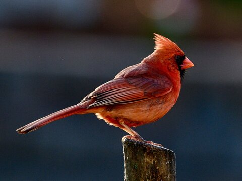 Cardinal, Redbird, Male songbird