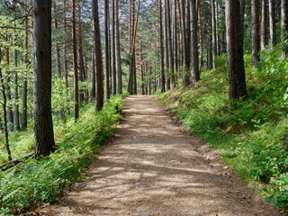Fototapeta na wymiar Angostura trail. Background of a lonely path between tall trees and ferns in Rascafria, Lozoya valley, Community of Madrid, Spain, Europe