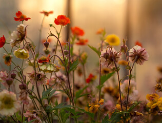 Obraz na płótnie Canvas Zachód słońca w wiosennym ogrodzie - kwiaty Kuklika