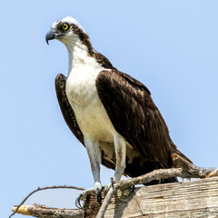 Naklejka premium Osprey - nest