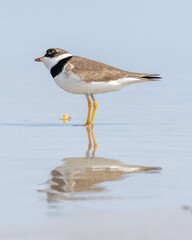 Sandpiper - Reflection