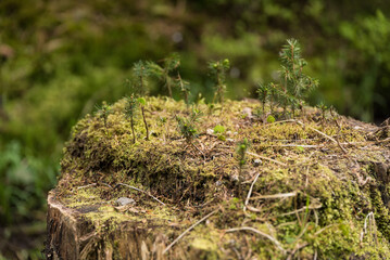 Setzlinge auf einem alten Baumstumpf