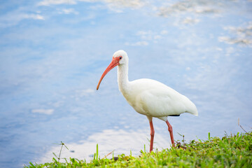 ibis bird at the lake. ibis bird in wildlife. ibis bird in nature. photo of ibis bird outdoor