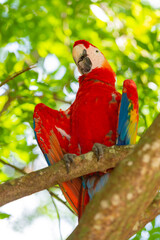 photo of ara macaw parrot with wings in zoo. ara macaw parrot bird. ara macaw parrot outdor. © be free