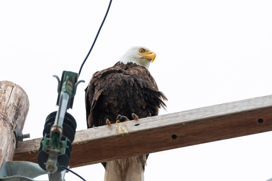 Bald eagle looking down