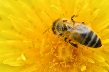 extremly  macro shot of working bee at yellow flower- dandelion
