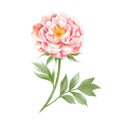 Peony flower vector. Watercolor pink peonies and leaves on white background. Beautiful floral element.