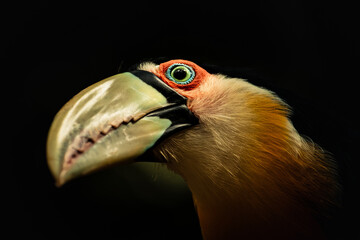 Tucano Colorido na Natureza: A Beleza Exótica das Aves Tropicais