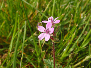 pink wild flowers growing. Bunch of vibrant little plants on a bush or shrub blooming