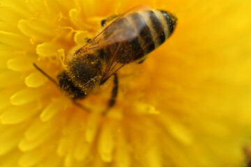 art shot with blur and selective focus of working bee at yellow flower- dandelion. extremly  macro