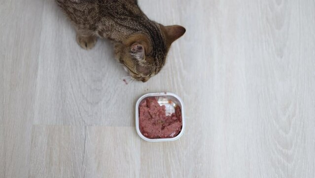 tabby cat eat wet food from aluminum box on floor from owner woman hand,tiles background.tasty delicious meal,hungry domestic kitty pet licking muzzle from pleasure.4k