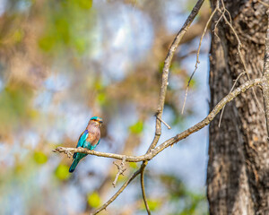 An Indian Roller