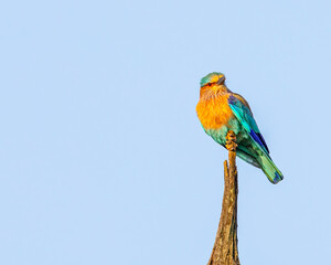 An Indian roller