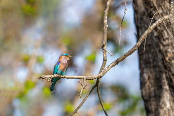 An Indian Roller