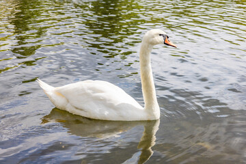 A Mute swan (Cygnus olor) swimming in a pond
