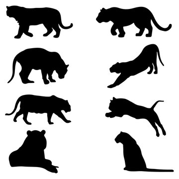 Tiger silhouette set.  Eight different poses. Vector illustration.