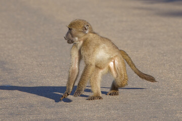 Chacma baboons in Kruger Park, South Africa