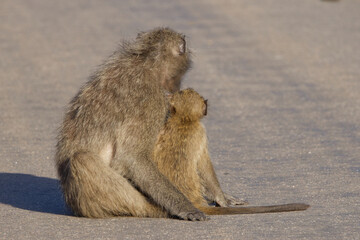 Chacma baboons in Kruger Park, South Africa