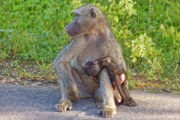 Chacma baboons in Kruger Park, South Africa