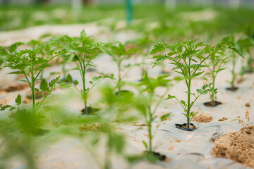 Close-up of Young Tomato Plants in a Greenhouse