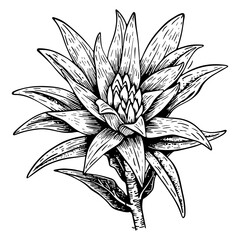 Bromeliad plant line art. Black outline vectorflower botanical art. Modern tropical floral illustration.