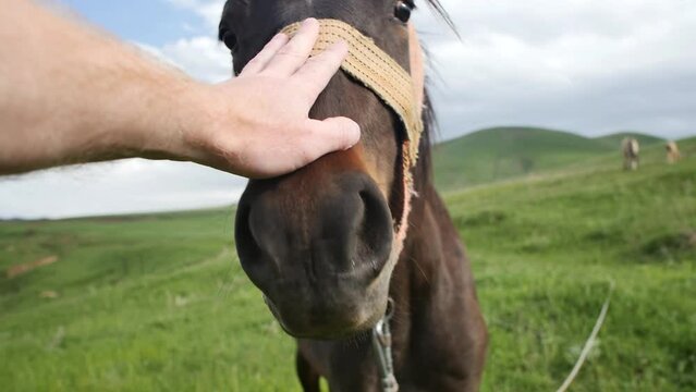 A man's hand strokes the muzzle of a black horse outdoors. Stroking a horse's face with a male hand on a summer lawn. A man caresses a black horse with his hand in a rural pasture.