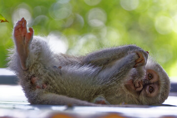 Vervet monkey in Kruger Park, South Africa