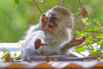 Vervet monkey in Kruger Park, South Africa