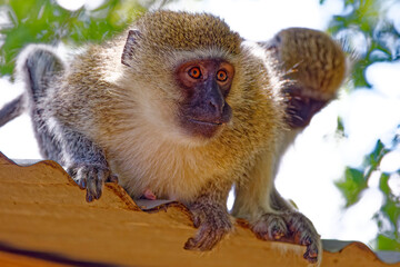 Vervet monkey in Kruger Park, South Africa - obrazy, fototapety, plakaty