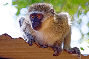 Vervet monkey in Kruger Park, South Africa