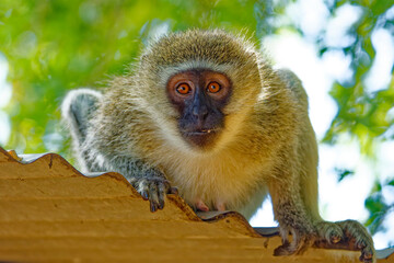 Vervet monkey in Kruger Park, South Africa