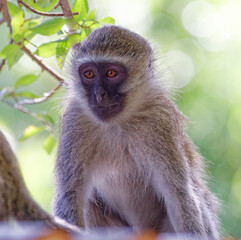 Vervet monkey in Kruger Park, South Africa